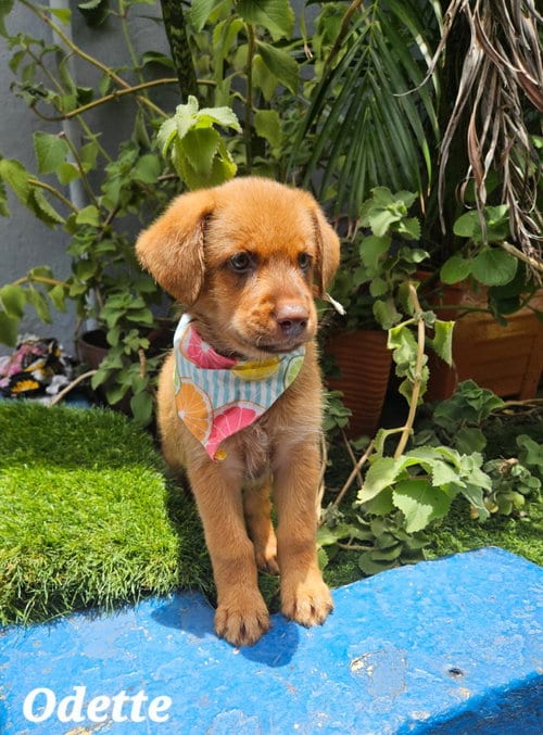 Photo of Oddette, adoptable Retriever in Jenkintown, Pennsylvania