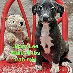 Photo of Jerry Lee meet me 10/17, adoptable Labrador Retriever in East Hartford, Connecticut