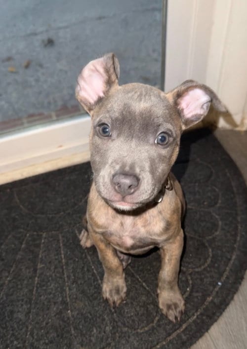 Photo of Spork (Camping Litter), adoptable American Staffordshire Terrier in Holly Springs, North Carolina