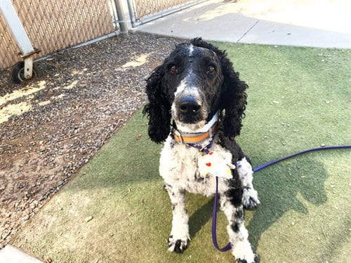 Photo of Gemma, adoptable Poodle (Miniature) in Phoenix, Arizona