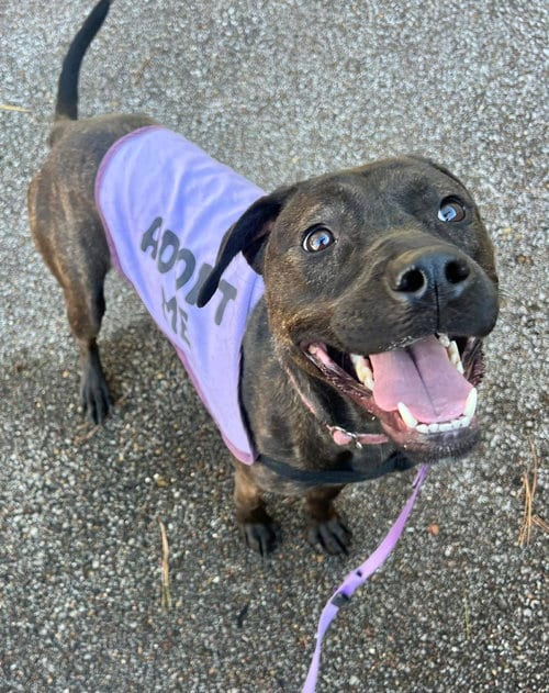 Photo of Patsy Cline, adoptable Labrador Retriever in Munford, Tennessee