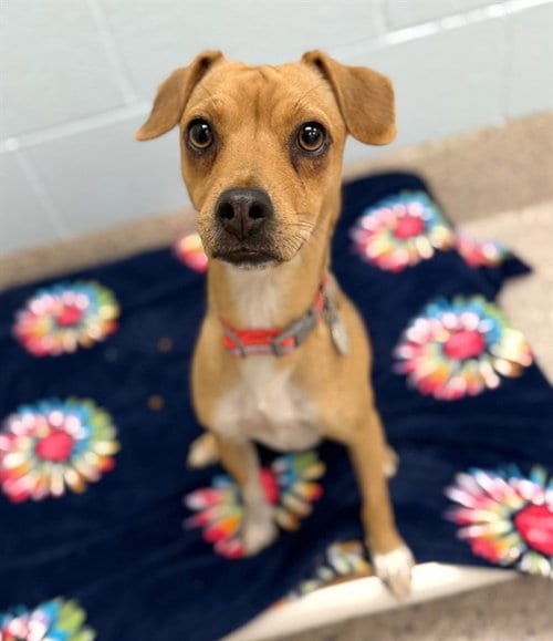 Photo of Daisy, adoptable Chihuahua in Brighton, Colorado