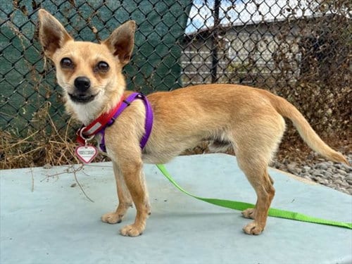 Photo of Hopscotch, adoptable Chihuahua in Santa Cruz, California