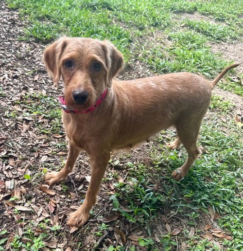 Photo of Haven, adoptable Golden Retriever in Valrico, Florida