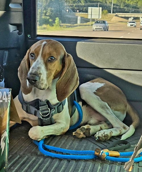 Photo of Jethro, adoptable Coonhound in Jackson, Mississippi