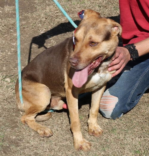 Photo of Picasso, adoptable Labrador Retriever in Bandera, Texas