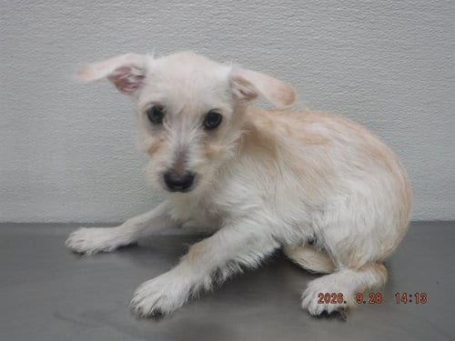 Photo of Jennie, adoptable Cairn Terrier in Oroville, California
