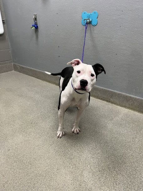 Photo of Maercey, adoptable Pit Bull Terrier in Las Vegas, Nevada