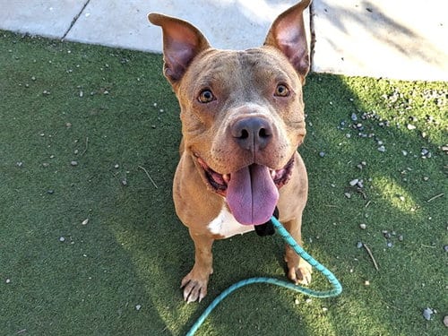Photo of Brainiac, adoptable Catahoula Leopard Dog in Phoenix, Arizona