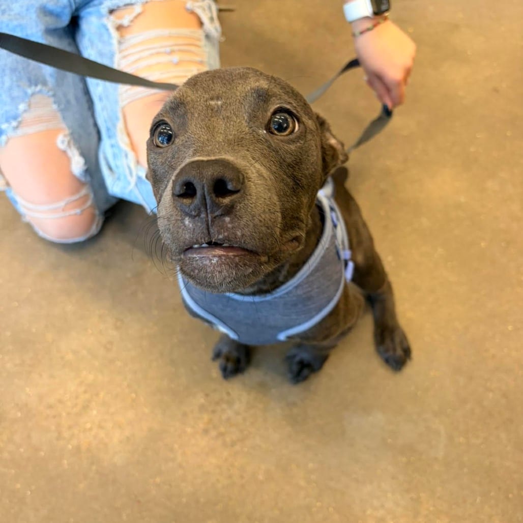 Photo of Blueberry, adoptable Terrier / Mix in Marshall, Texas