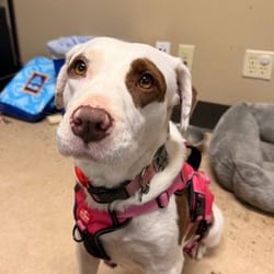 Photo of Mabel, adoptable Mixed Breed (Medium) in Columbus, North Carolina