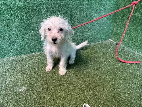 Photo of Saraya, adoptable Terrier in Lancaster, California
