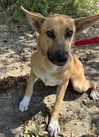 Photo of Roddy, adoptable German Shepherd Dog in Dallas, Texas