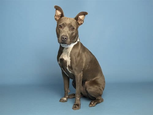 Photo of Liara, adoptable American Pit Bull Terrier in Phoenix, Arizona