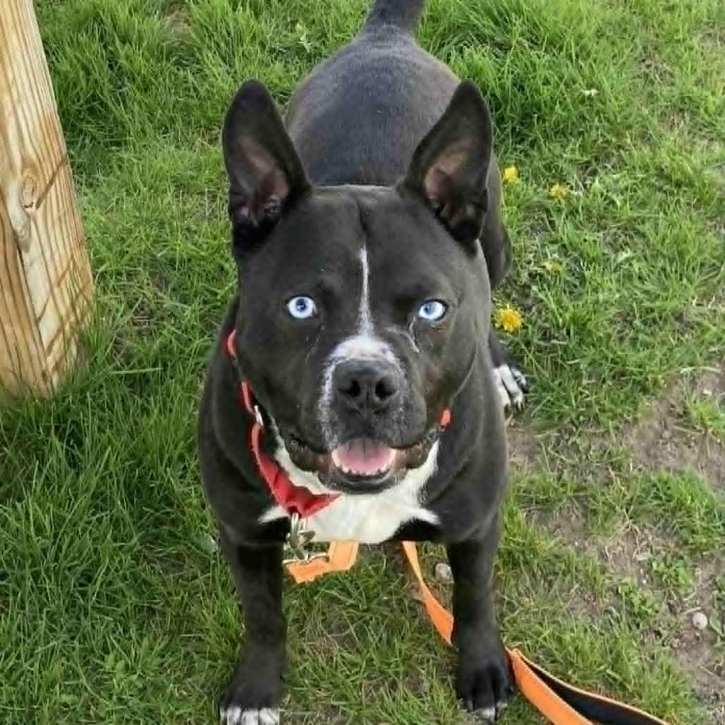 Photo of Baila, adoptable Mixed Breed (Medium) in Ballston Spa, New York