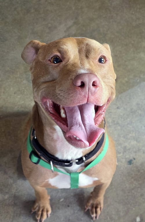 Photo of Buddy, adoptable American Pit Bull Terrier in Matawan, New Jersey