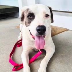 Photo of Buddy, adoptable Mixed Breed (Large) in Frederick, Maryland
