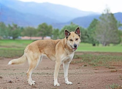Photo of Leah, adoptable German Shepherd Dog in Albuquerque, New Mexico
