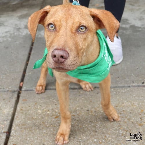 Photo of Powell, adoptable Labrador Retriever in Washington, District of Columbia