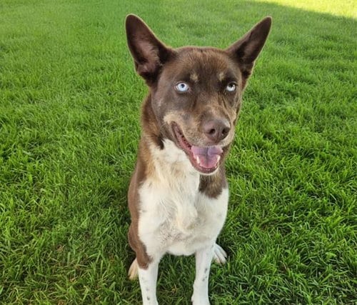 Photo of Zelda, adoptable Husky in Albuquerque, New Mexico
