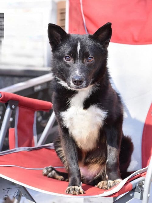 Photo of Flower, adoptable Border Collie in Brewster, New York