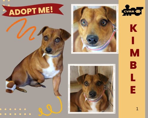 Photo of Kimble, adoptable Dachshund in Lindsay, California