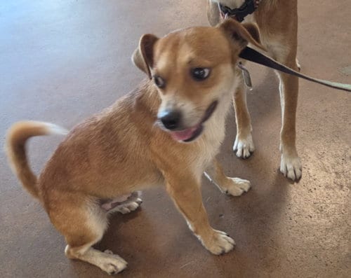 Photo of Cookie, adoptable Chihuahua in Van Nuys, California