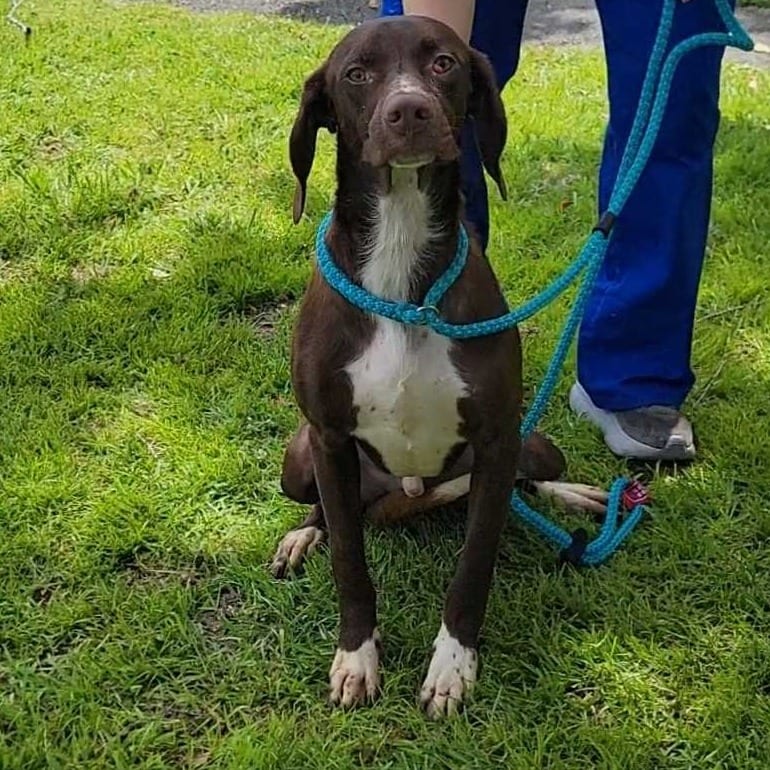 Photo of John, adoptable Pointer, German Shorthaired / Mixed Breed (Medium) in Buffalo, Minnesota