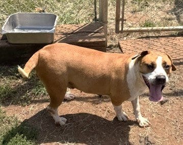 Photo of Eevee, adoptable Pit Bull Terrier in Carrollton, Georgia