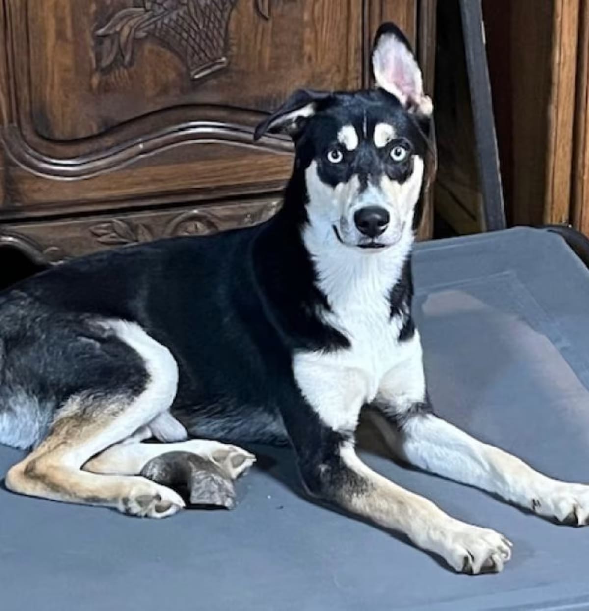 Photo of Groucho, adoptable Husky/German Shepherd Dog in Rainbow City, Alabama