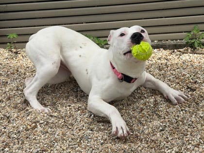 Photo of Sussudio (NLOL Training), adoptable Terrier in New Orleans, Louisiana