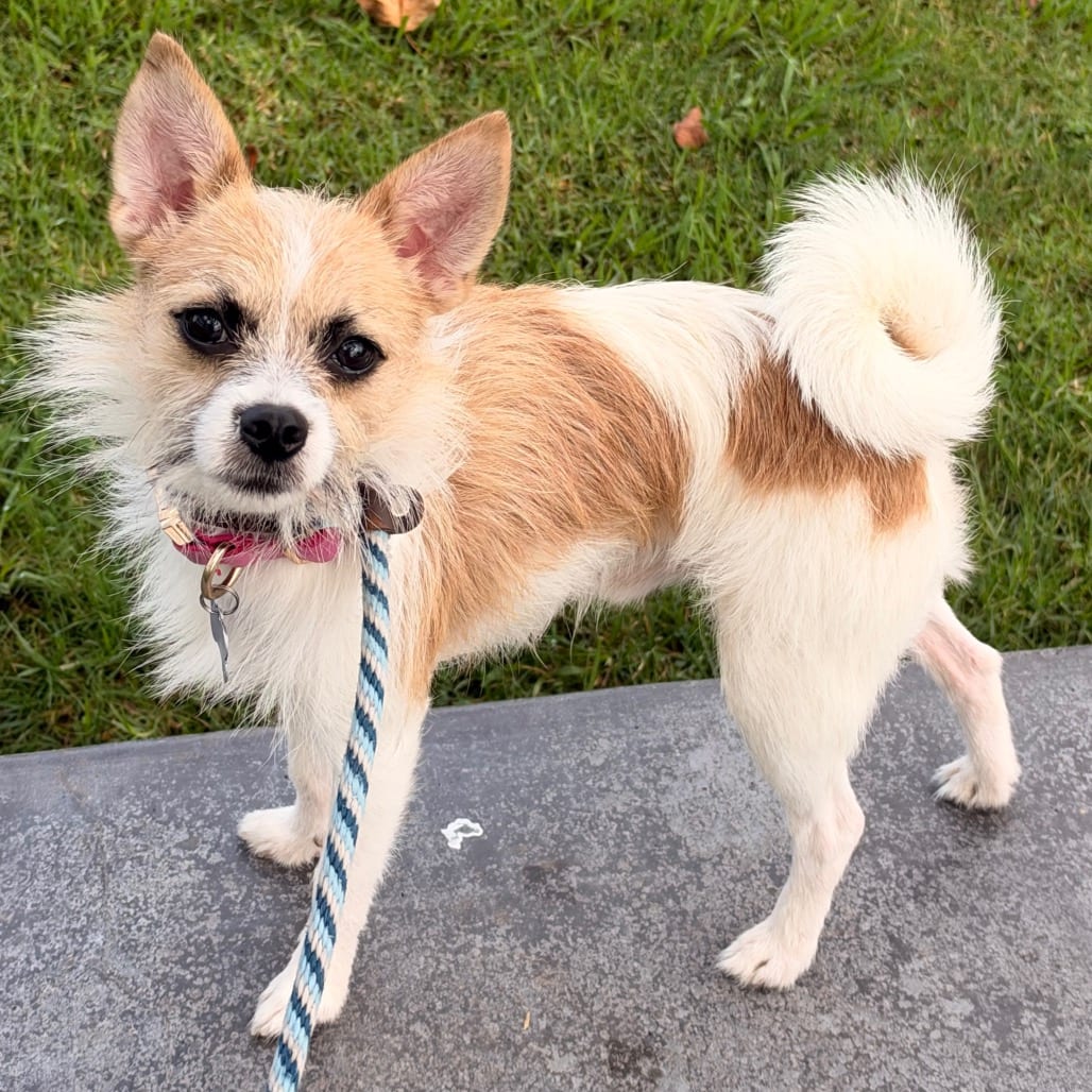 Photo of Eddie - Costa Mesa Location, adoptable Terrier / Mixed Breed (Small)