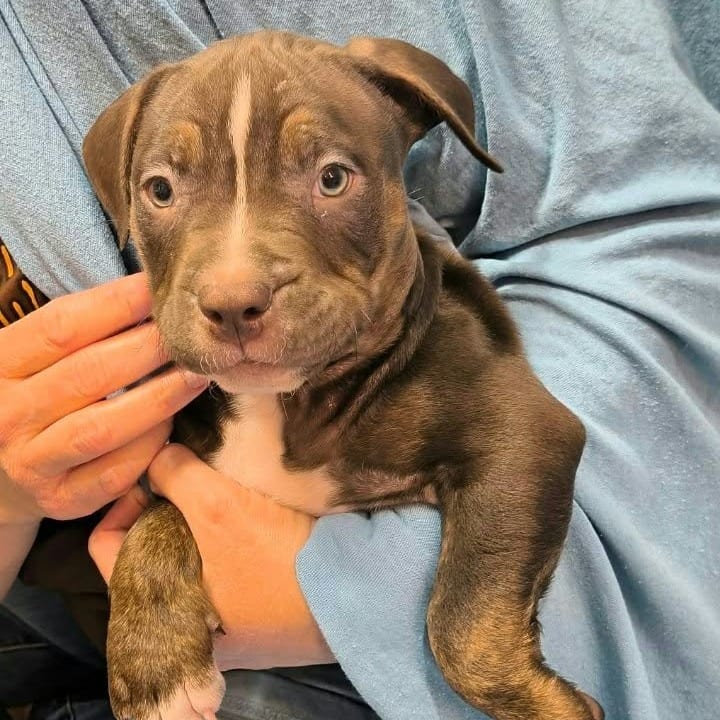 Photo of Sears, adoptable Mixed Breed (Medium) in DeKalb, Illinois