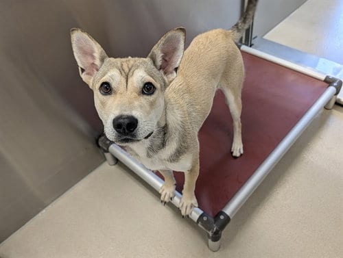 Photo of Kathrine Johnson, adoptable Husky in Haw River, North Carolina
