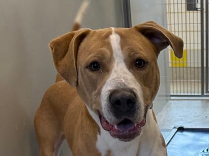 Photo of Devon, adoptable dog in Georgetown, Texas
