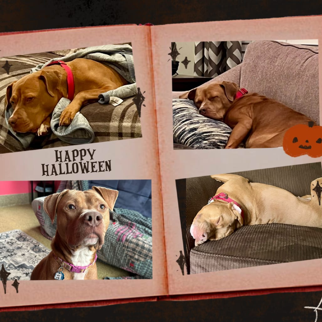 Photo of Petra, adoptable Terrier, Pit Bull in Fairfax Station, Virginia