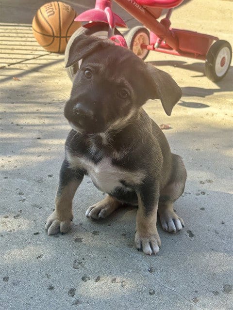 Photo of Coala, adoptable Dogo Argentino in Sacramento, California