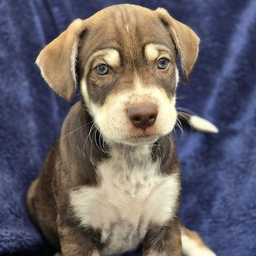 Photo of Phoenix Pup - Cardinals, adoptable Chihuahua in San Diego, California