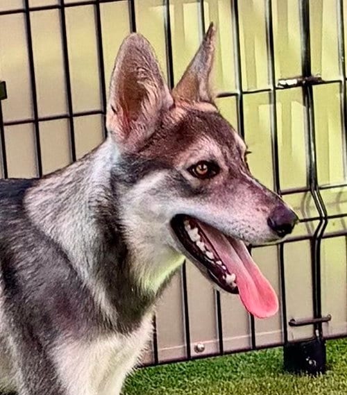 Photo of Sterling, adoptable German Shepherd Dog in Cupertino, California