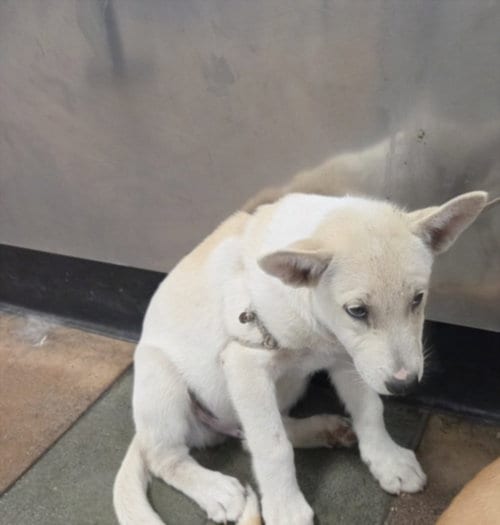 Photo of Michael, adoptable German Shepherd Dog in Chatsworth, California