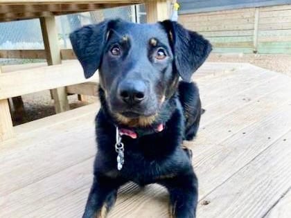 Photo of Scout, adoptable dog in Georgetown, Texas