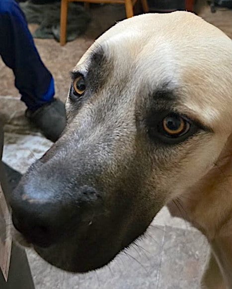 Photo of Sheba, adoptable Anatolian Shepherd in Mount Airy, North Carolina