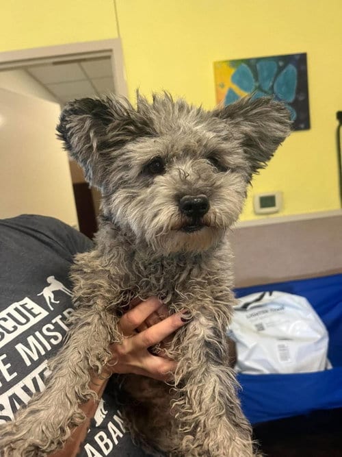 Photo of Found stray: J.J., adoptable Poodle (Miniature) in Rockwall, Texas