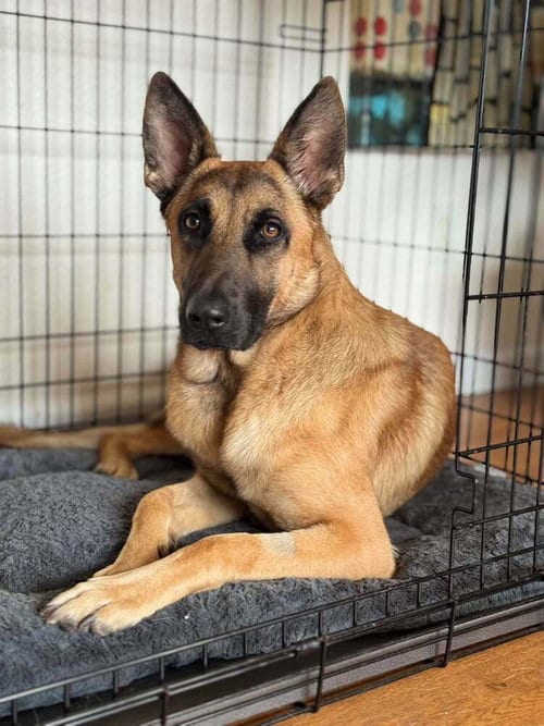 Photo of Jasper FKA Duncan located in California, adoptable Belgian Shepherd Malinois in Imlay City, Michigan