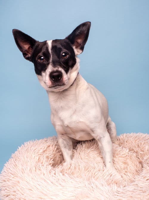 Photo of Wizard, adoptable Jack Russell Terrier in Romoland, California