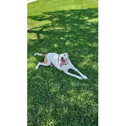 Photo of Lady, adoptable Terrier (Unknown Type, Medium) in Baton Rouge, Louisiana