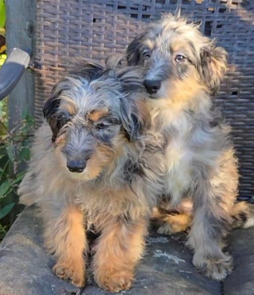 Photo of MORTI & MONTI mini Aussiepoo, adoptable Poodle (Miniature) in Woodsfield, Ohio