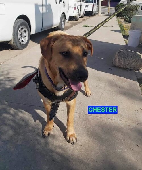 Photo of Chester, adoptable Labrador Retriever in Woodland Hills, California