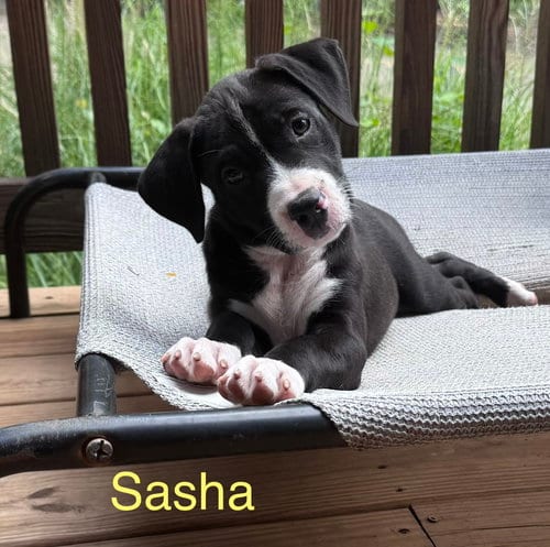 Photo of Sasha, adoptable American Staffordshire Terrier in Parker Ford, Pennsylvania