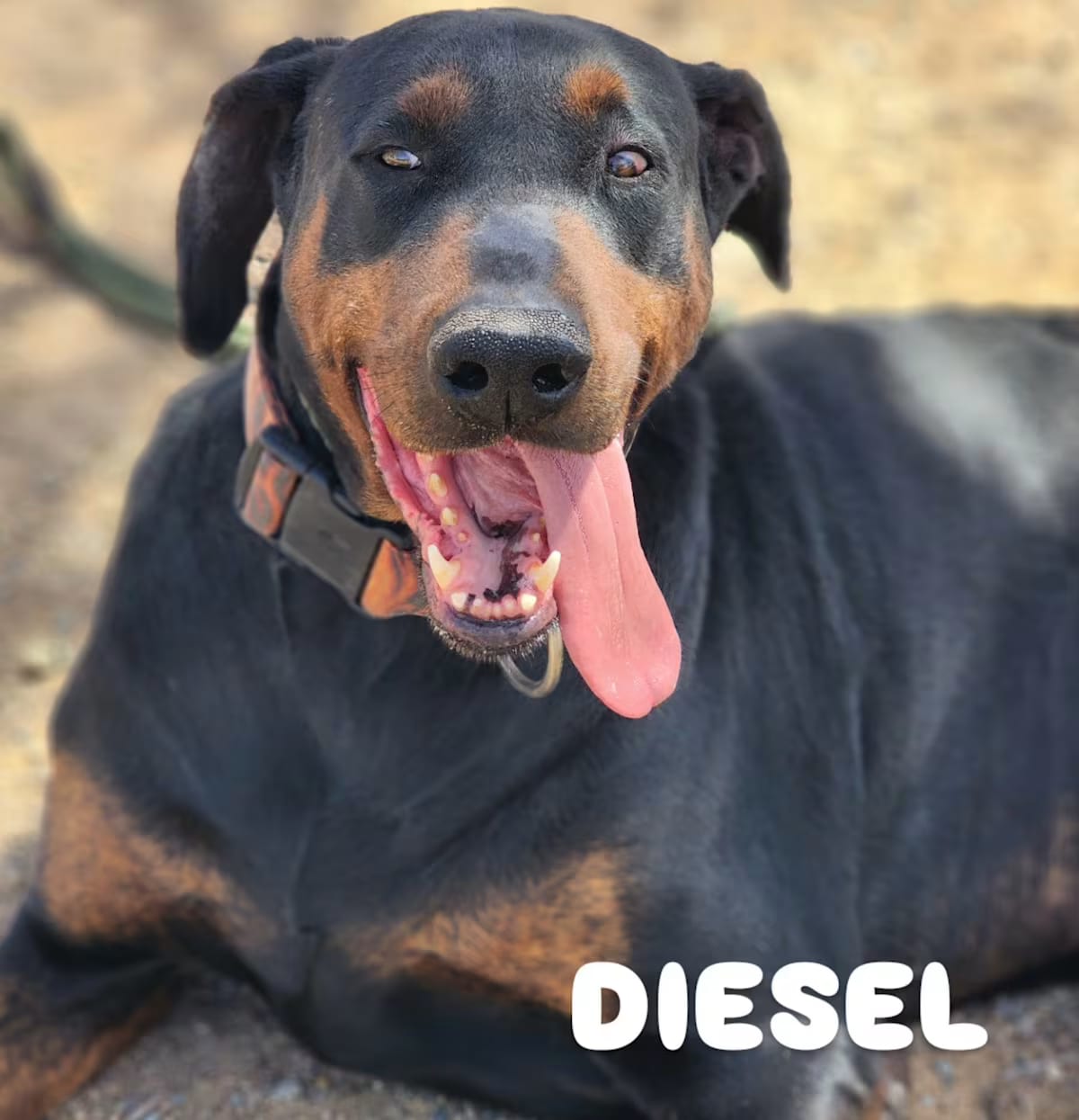 Photo of Diesel, adoptable Great Dane/Doberman Pinscher in Tehachapi, California